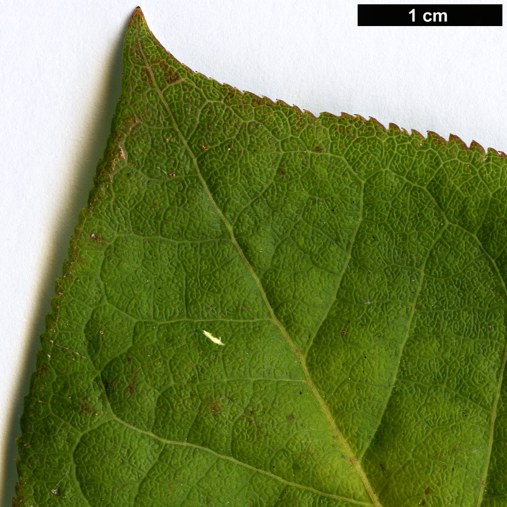 High resolution image: Family: Celastraceae - Genus: Euonymus - Taxon: sachalinensis HORT